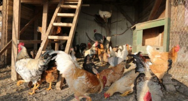 Stavba kurníku pro 50 kuřat